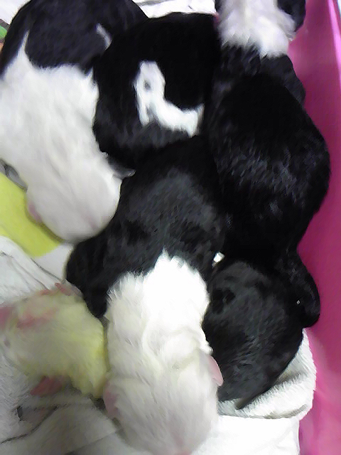 オールドの赤ちゃん 