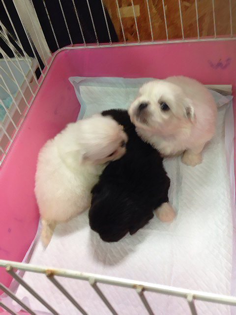 ペキニーズの赤ちゃん