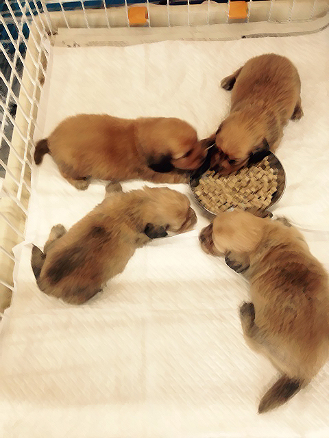 ダックスの赤ちゃん