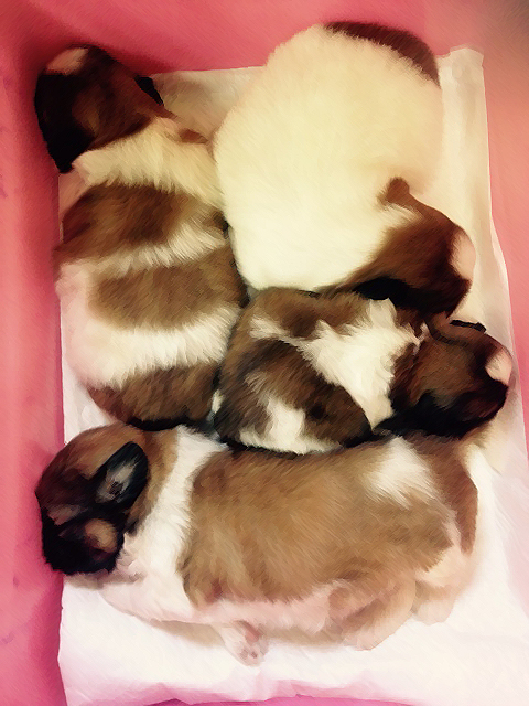 シーズーの赤ちゃん