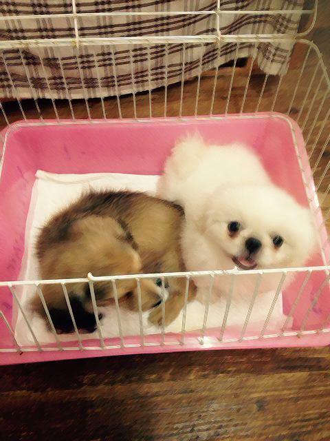 こうめ&たまごでちゅ