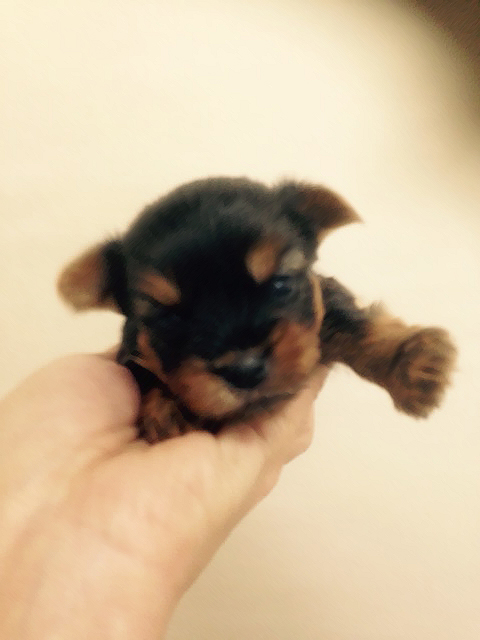 ヨーキーの赤ちゃん
