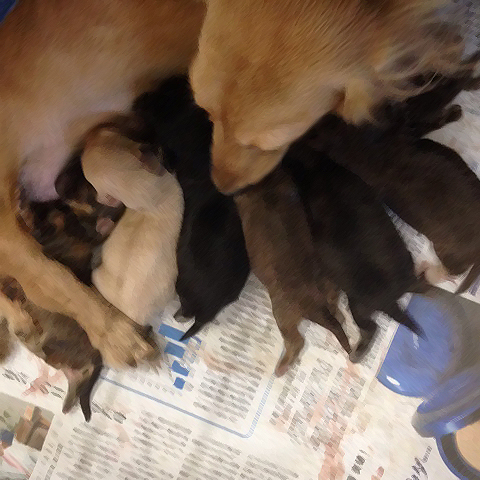 ダックスの赤ちゃん