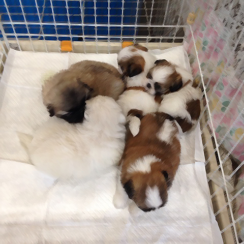 シーズー&ペキの赤ちゃん