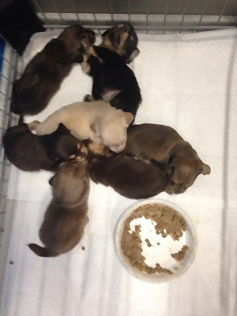 ダックスの赤ちゃん