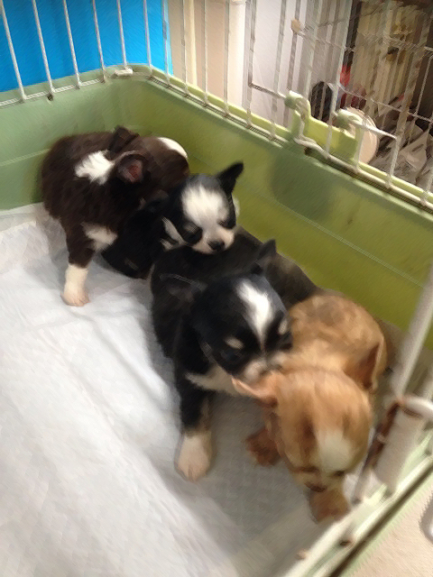 チワワの赤ちゃん