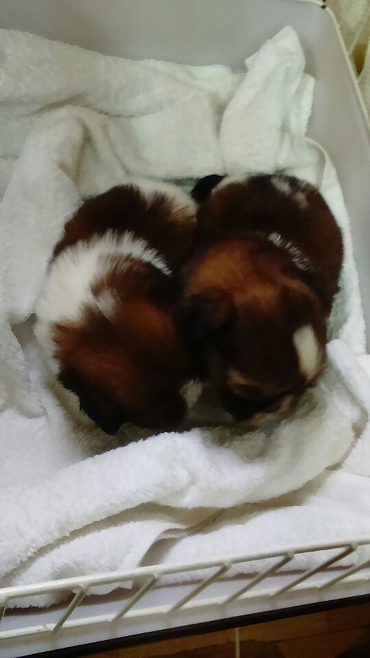 シーズーの赤ちゃん