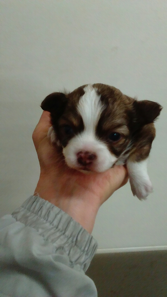 チワワの赤ちゃん