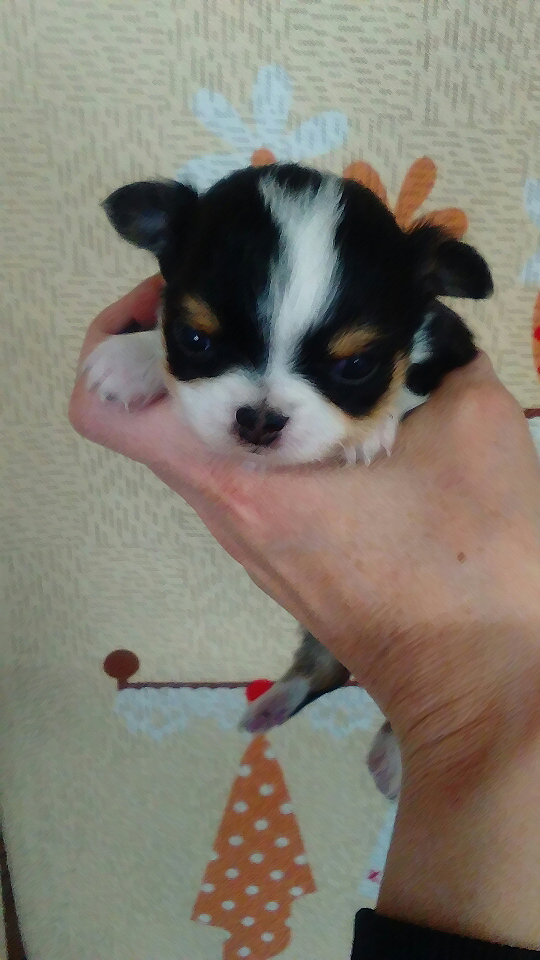チワワの赤ちゃん