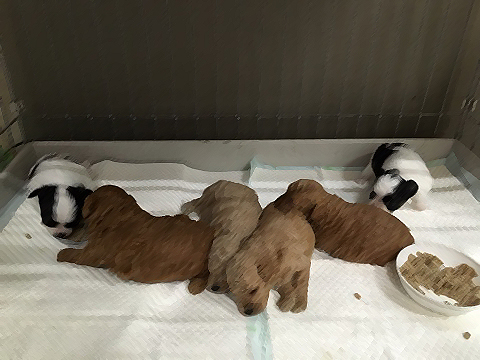 プードル&チワワの赤ちゃん