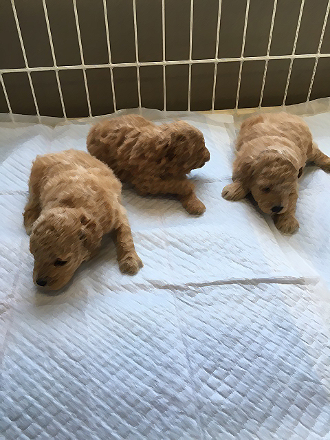 プードルの赤ちゃん