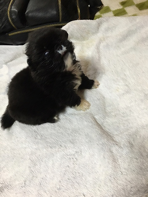 ペキのは赤ちゃん