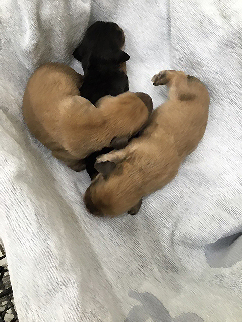 ダックスの赤ちゃん