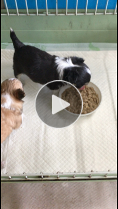 チワワの赤ちゃん