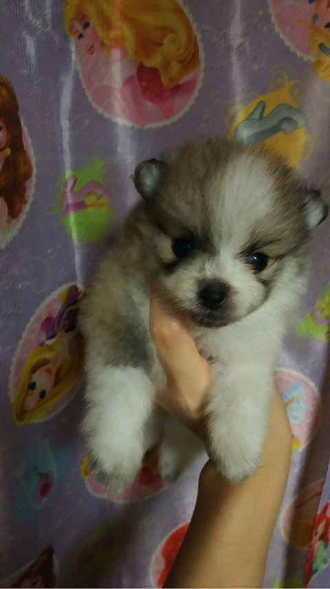 ポメの赤ちゃん