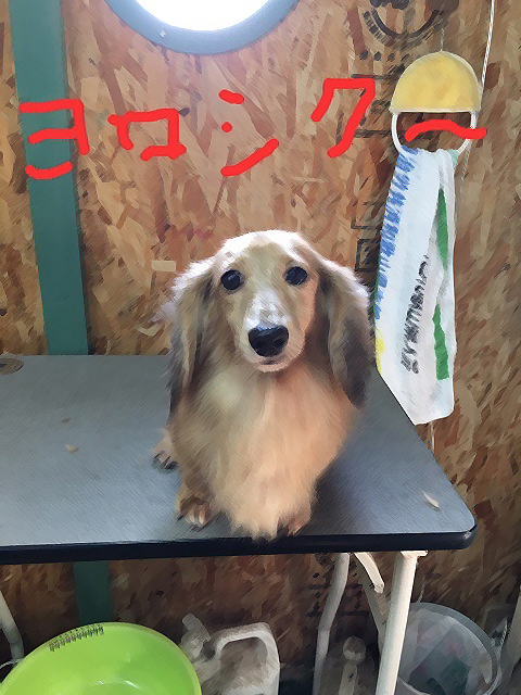 ラッコ幸せに〜