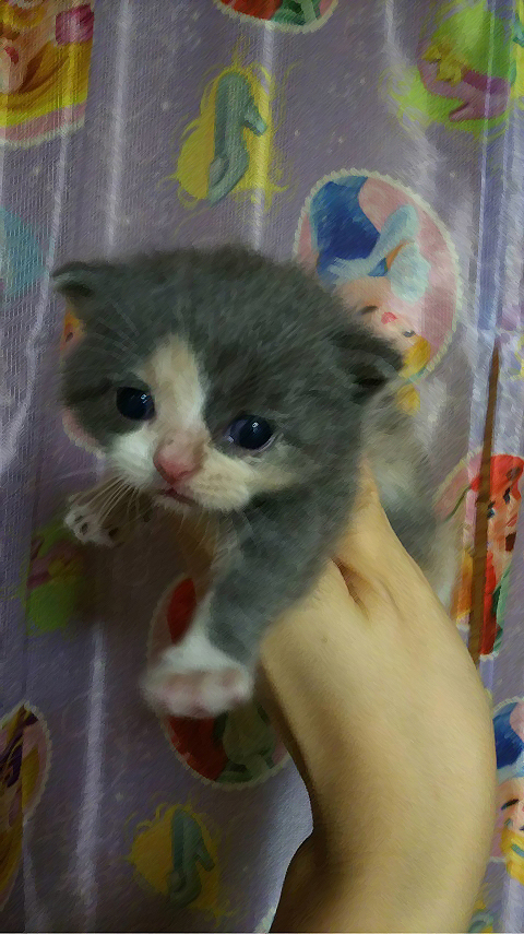 ニャンコの赤ちゃん