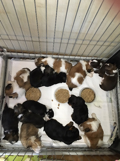 仔犬だらけ〜〜