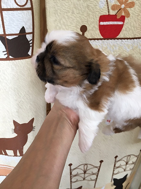 シーズーの赤ちゃん