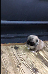 チワワの赤ちゃん