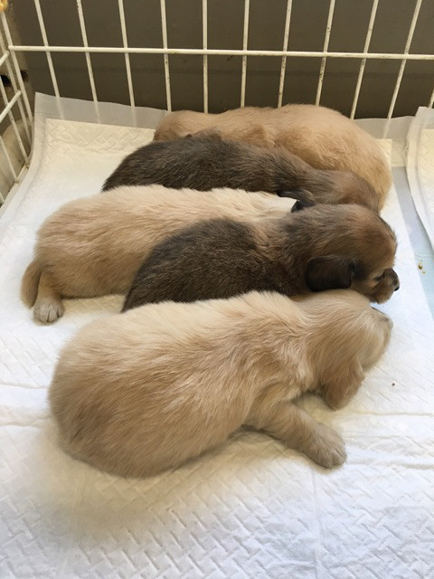 ダックスの赤ちゃん