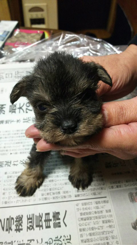 シュナの赤ちゃん