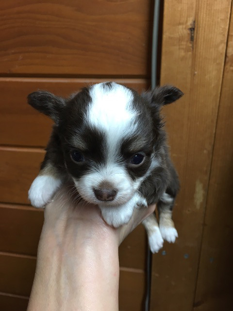 シーズの赤ちゃん