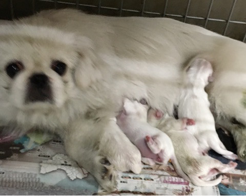 ペキの赤ちゃん