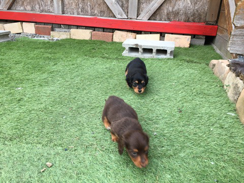 ダックスの赤ちゃん