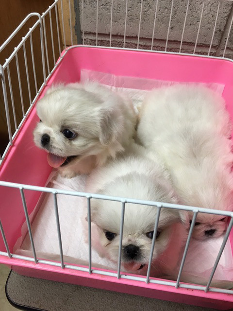 ペキの赤ちゃん