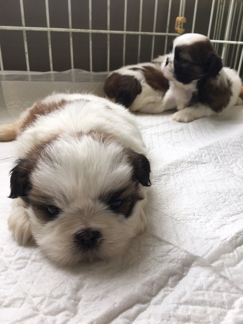 シーズーの赤ちゃん