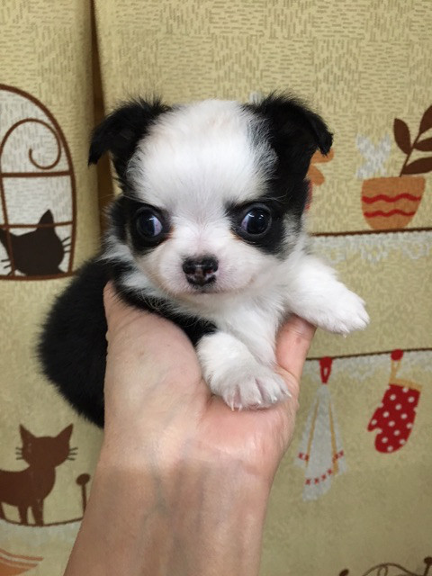 チワワの赤ちゃん