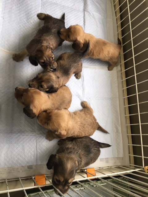 ダックスの兄妹