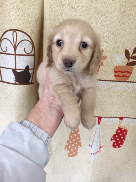 ダックスの女の子