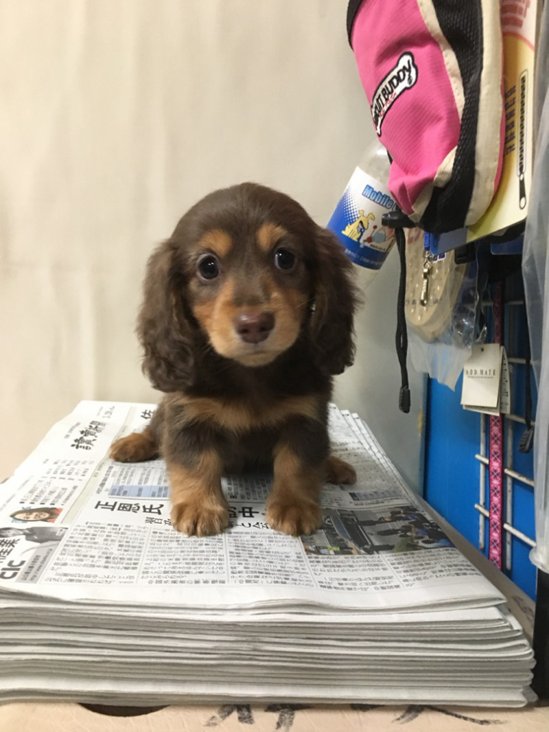 ダックスの女の子