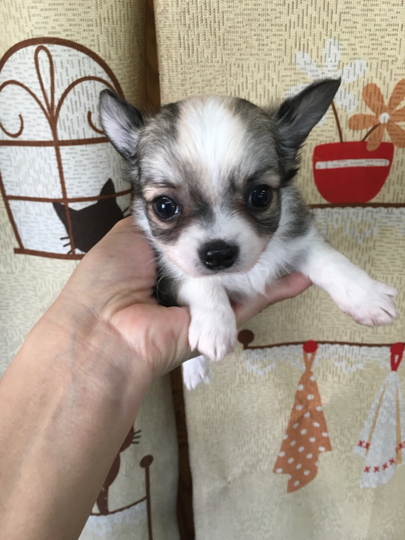 チワワの女の子