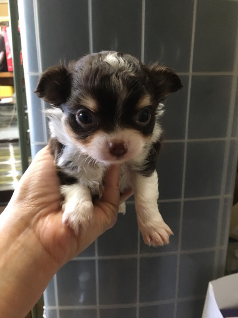 チワワの赤ちゃん